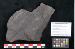 Foto (Objekt + Etikett) von Flabellaria sublongirhachis Ettingshausen (NHMW-GEO-2024-0188-10233)
